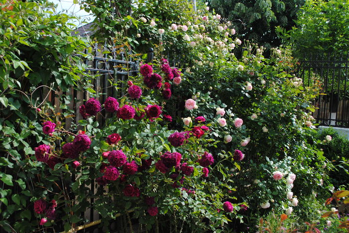 Munstead Wood si Eden Rose