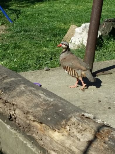  - Potarniche chukar