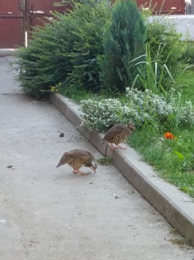 Pereche - Potarniche chukar