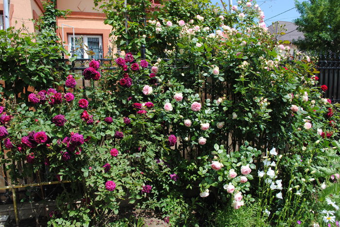 Munstead Wood si Eden Rose - 2016 trandafiri -I