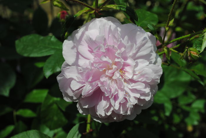 Harlow Carr - 2016 trandafiri -I