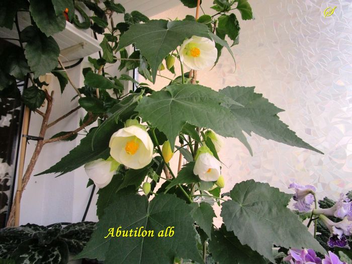 Abutilon alb (21-05-2016)