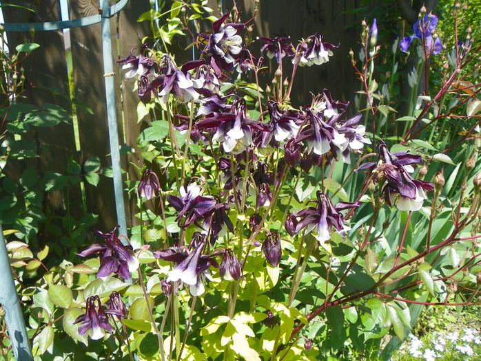 Golden Guiness - Aquilegia 2016