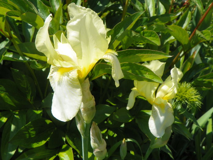 flavescens - Irisi 2016