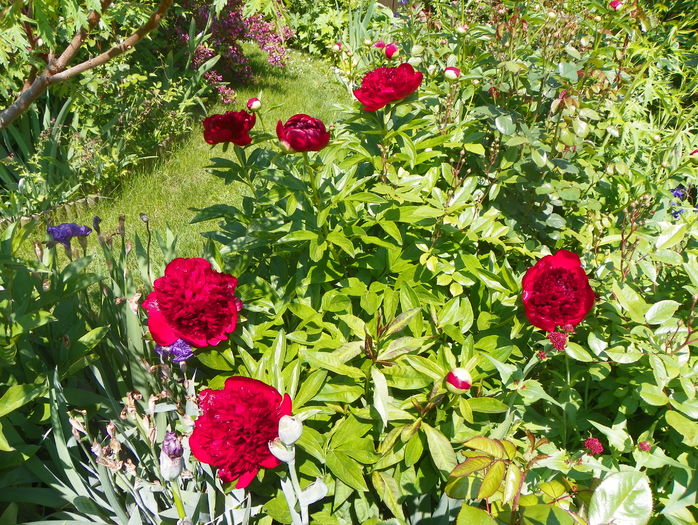 Red Charm