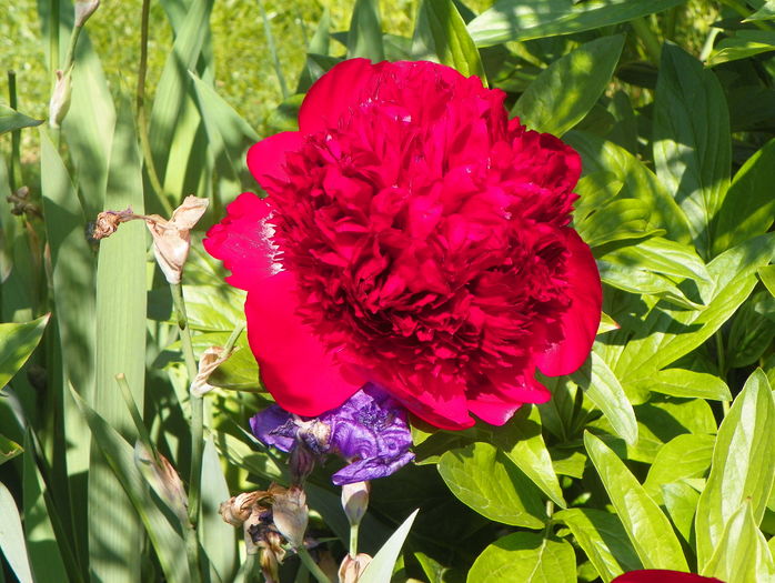 Red Charm