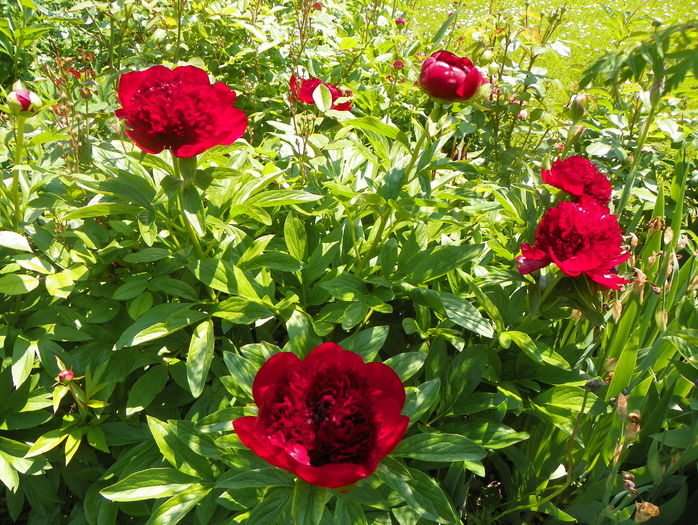 Red Charm
