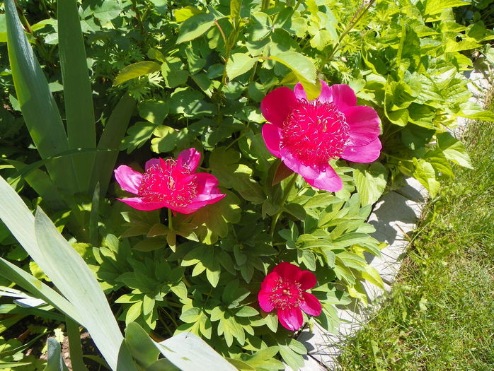 Anemoniflora - Bujori 2016