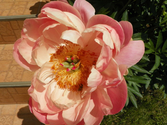 Coral Charm - Bujori 2016