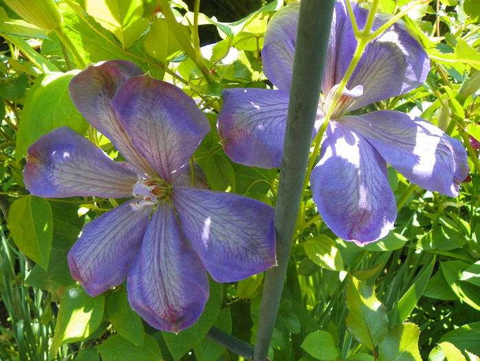 Mrs Chalmondeley