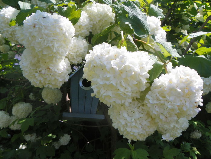 viburnum opulus roseum - Copacei si arbusti 2016