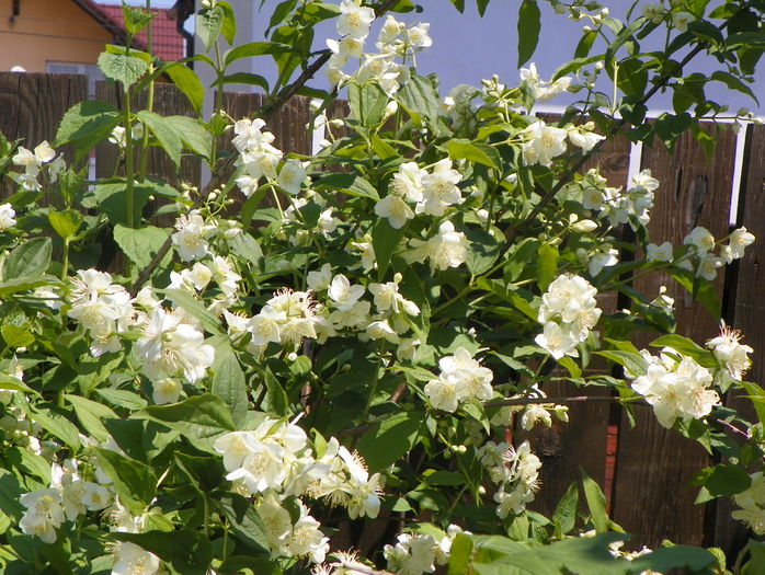 philadelphus coronarius