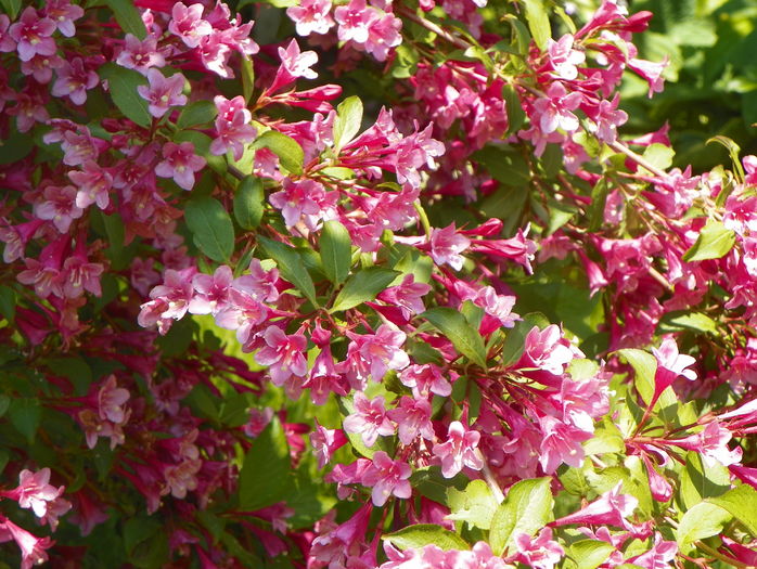 weigela Pink Princess - Copacei si arbusti 2016