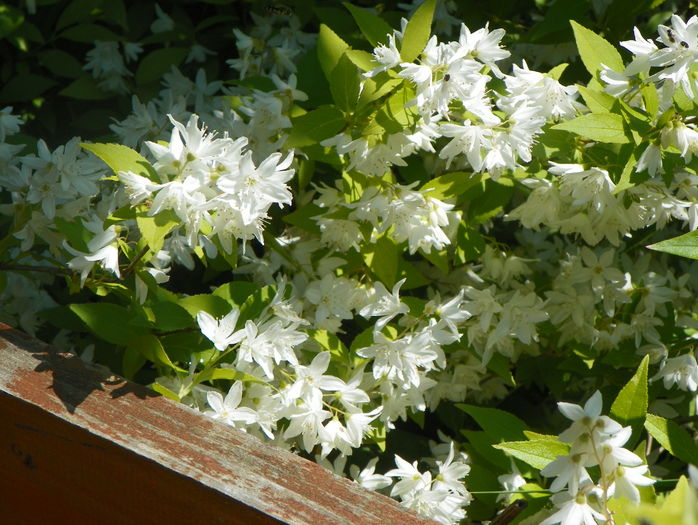 deutzia Nikko - Copacei si arbusti 2016