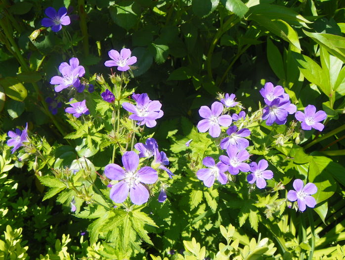 Mayflower - Geranium 2016