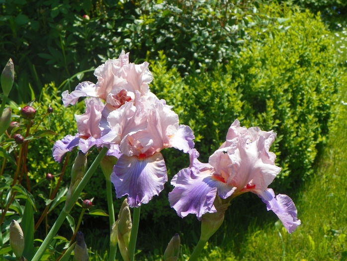 Heather Blush