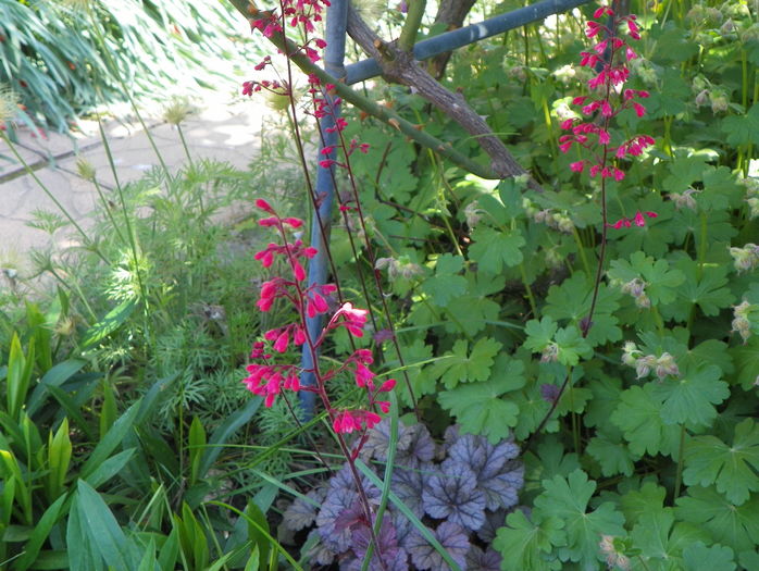 heuchera Rave On