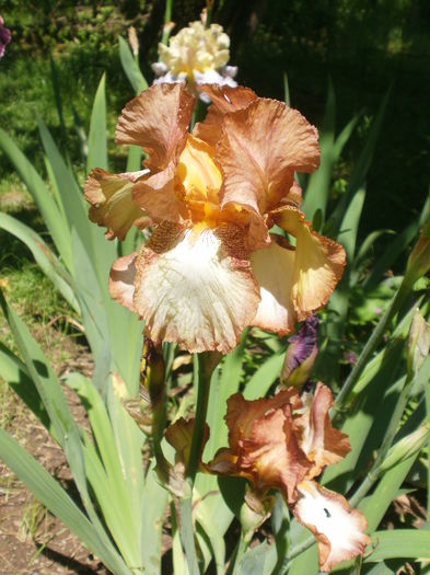  - Iris  2016