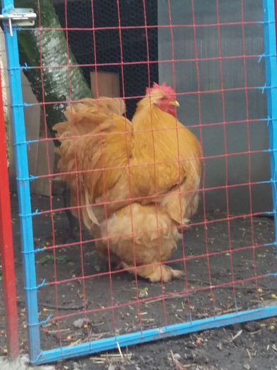 20160516_173625 - Cochin galben