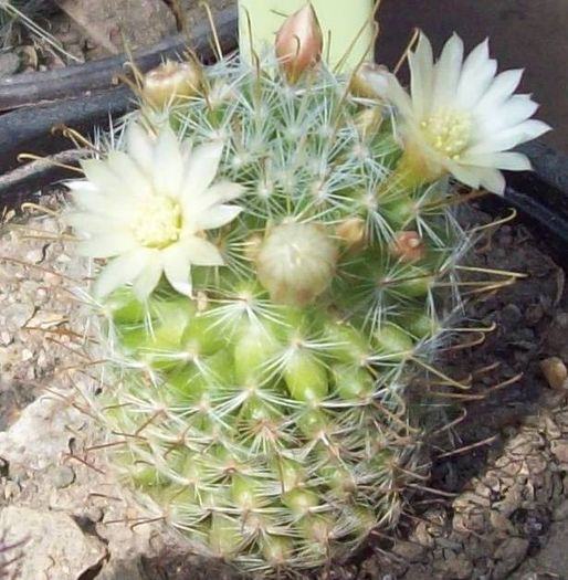 Mammillaria Haynei