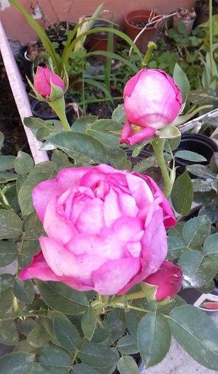 received_998404606921872 - Trandafiri Duchesse de rohan