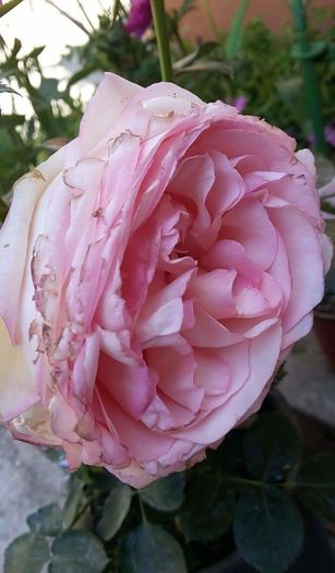 received_998404673588532 - Trandafiri Rosa eden rose