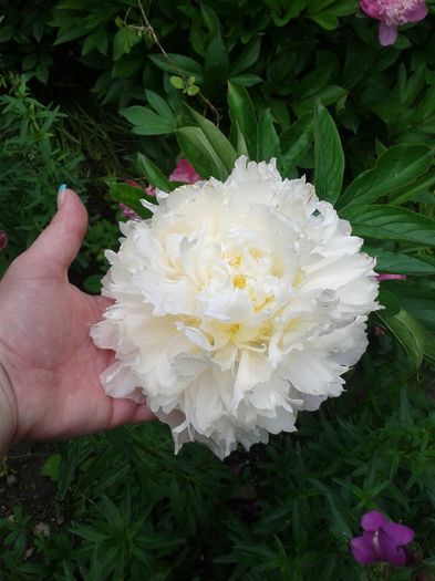 20160521_165606 - Gradina