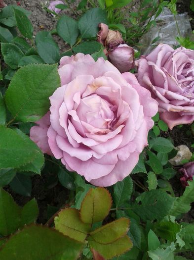 20160521_164641 - Gradina