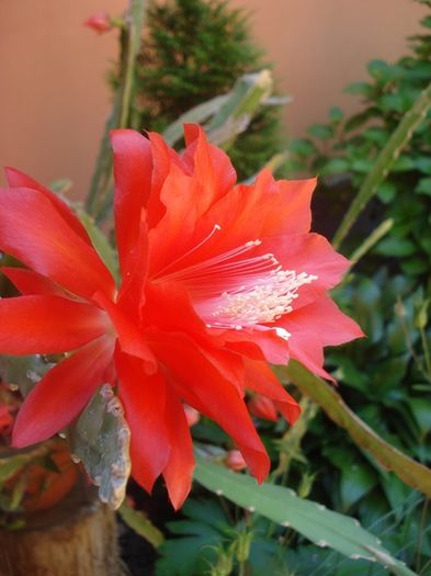 inflorire 2016 (5) - epiphyllum