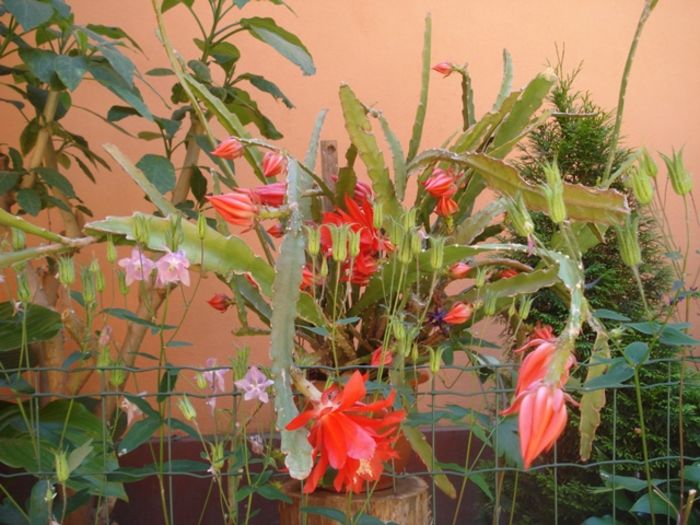 inflorire 2016 (7) - epiphyllum