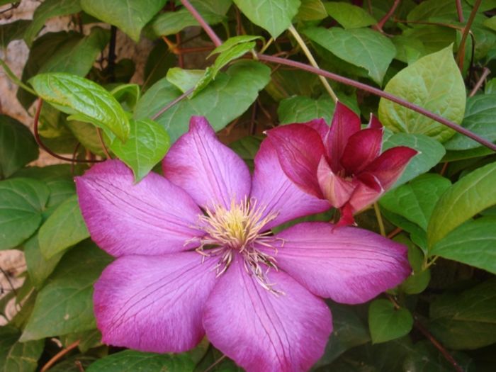 spre final de mai (1)