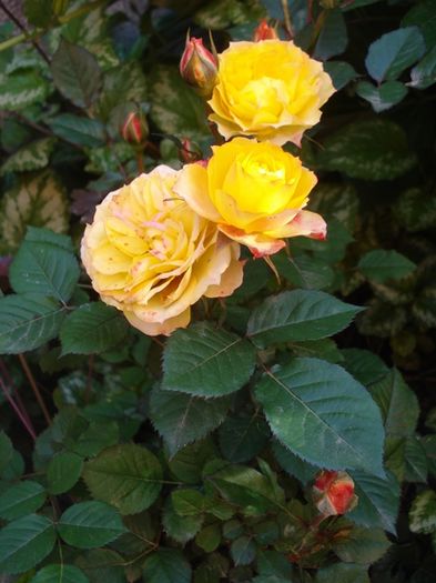 spre final de mai (2)