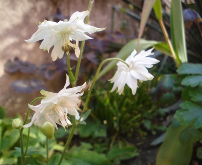 spre final de mai (3)