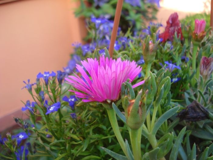 spre final de mai (5)