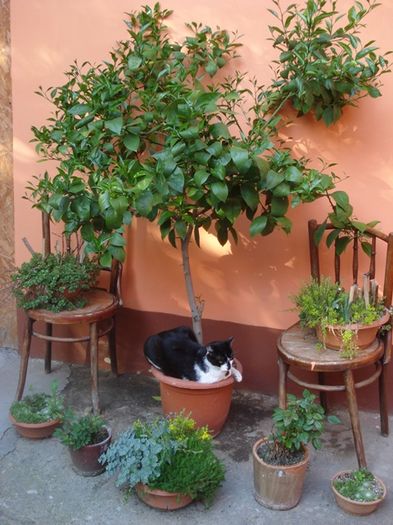 spre final de mai (6)