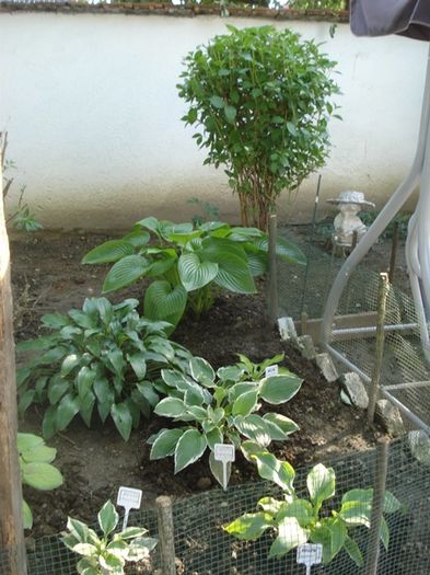 spre final de mai (8)