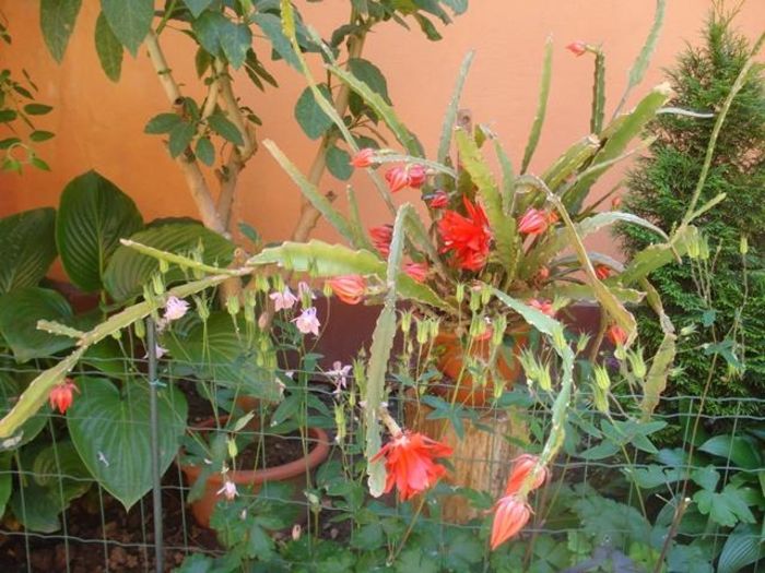 spre final de mai (9)