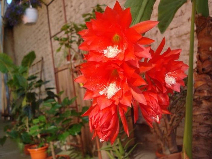 spre final de mai (10)