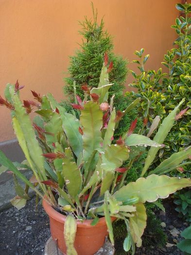 spre final de mai (11)