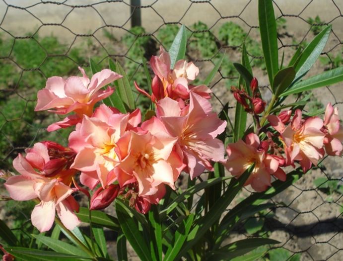 spre final de mai (13)