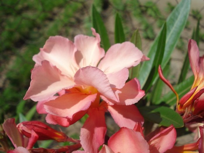 spre final de mai (15)