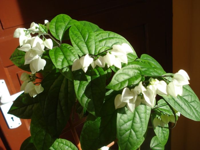 in asteptare (2) - clerodendron thomsoniae