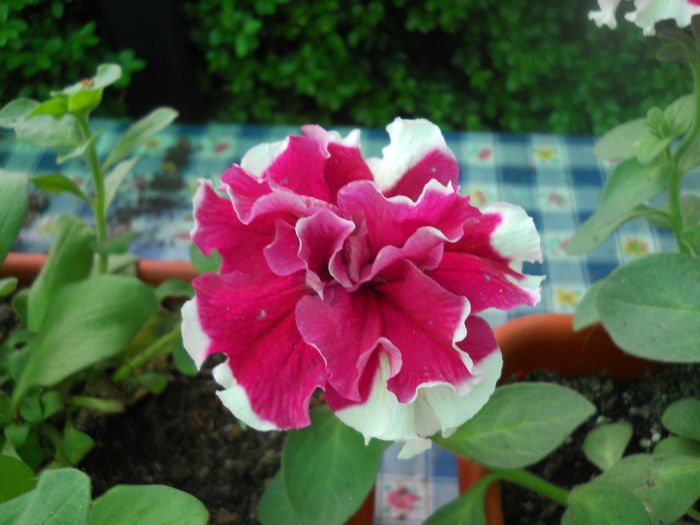 DSCN9251 - A48   2016