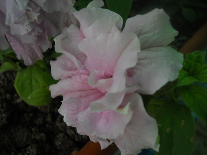 DSCN9255 - A48   2016