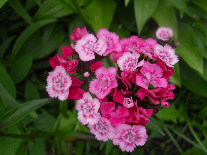 DSCN9279 - A48   2016