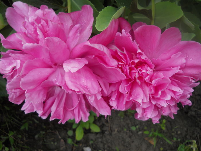 DSCN9283 - A48   2016