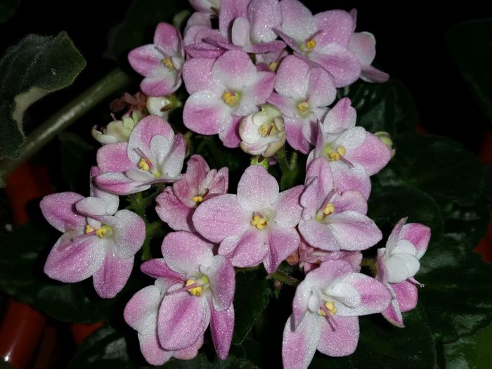  - Violete