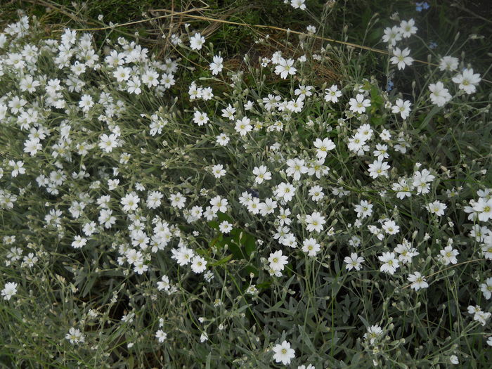 DSCN9310