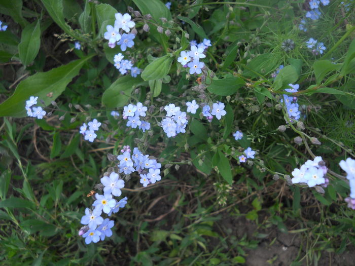 DSCN9348 - A48   2016