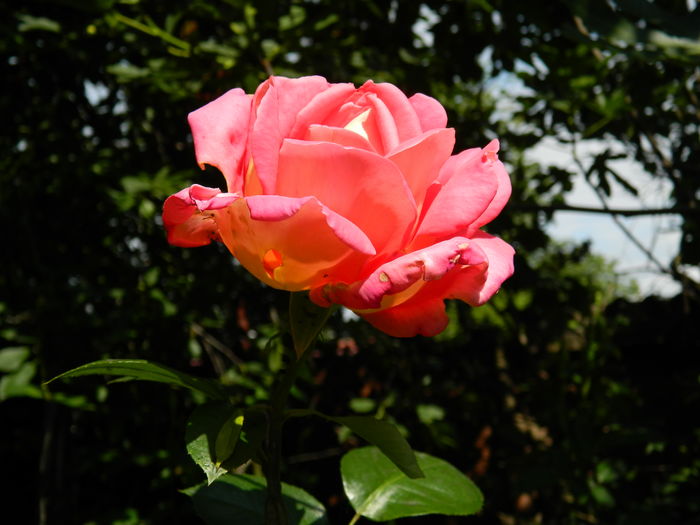 DSCN9084